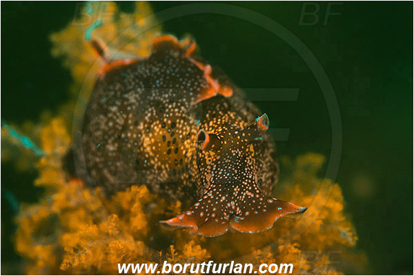 Piran, Slovenia, Adriatic sea, Mediterranean sea, BAplysia punctata, Aplysia, Aplysiidae, Spotted sea hare, Sea hare, Nudibranch, Sea slug, Gastropoda, Mollusca, Portrait, UV, UV illumination, UV light, Biofluorescence