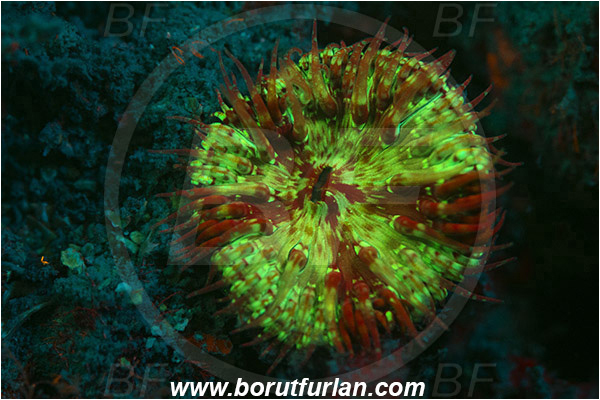 Piran, Slovenia, Adriatic sea, Mediterranean sea, Cereus pedunculatus, Cereus, Sagartiidae, Daisy anemone, Anemone, Anthozoa, Cnidaria, Cnidarian, UV, UV illumination, UV light, Biofluorescence