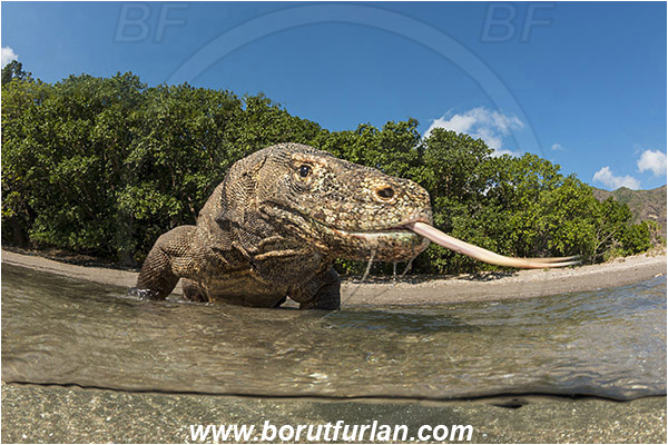 Komodo, Indonesia, Varanus komodoensis, Varanus, Varanidae, Reptilia, Reptilian, Komodo dragon, Lizard, Portrait, Split-shot, Over-under