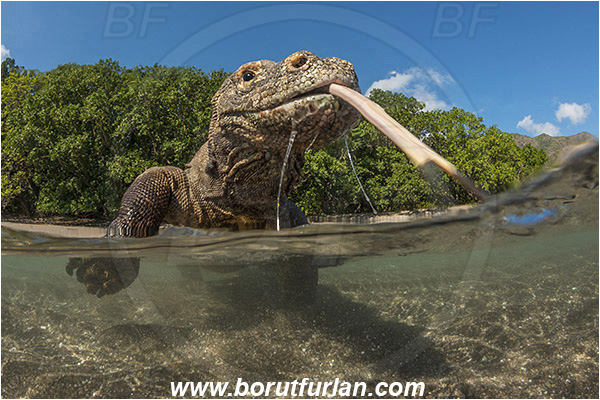 Komodo, Indonesia, Varanus komodoensis, Varanus, Varanidae, Reptilia, Reptilian, Komodo dragon, Lizard, Portrait, Split-shot, Over-under
