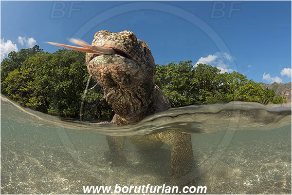 Komodo, Indonesia, Varanus komodoensis, Varanus, Varanidae, Reptilia, Reptilian, Komodo dragon, Lizard, Portrait, Split-shot, Over-under