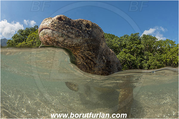 Komodo, Indonesia, Varanus komodoensis, Varanus, Varanidae, Reptilia, Reptilian, Komodo dragon, Lizard, Portrait, Split-shot, Over-under