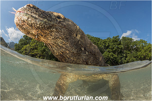 Komodo, Indonesia, Varanus komodoensis, Varanus, Varanidae, Reptilia, Reptilian, Komodo dragon, Lizard, Portrait, Split-shot, Over-under