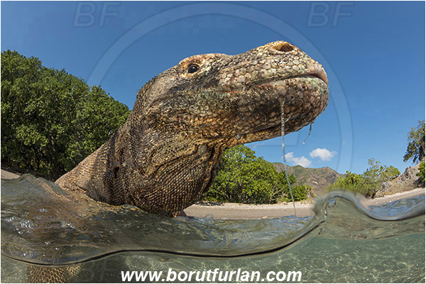 Komodo, Indonesia, Varanus komodoensis, Varanus, Varanidae, Reptilia, Reptilian, Komodo dragon, Lizard, Portrait, Split-shot, Over-under