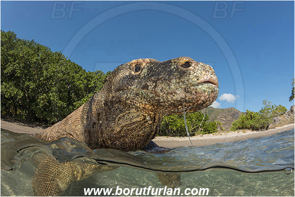Komodo, Indonesia, Varanus komodoensis, Varanus, Varanidae, Reptilia, Reptilian, Komodo dragon, Lizard, Portrait, Split-shot, Over-under