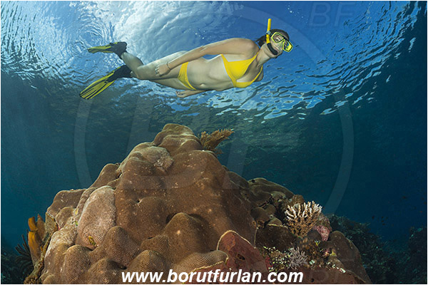 Pantar, Alor, Indonesia, Unidentified, Coral, Anthozoa, Cnidaria, Cnidarian, Reef, Snorkeling, Breath-hold diving, Apnea, Girl, Swimming suit