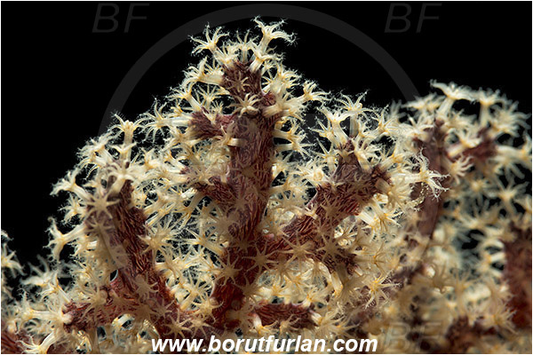 Pantar, Alor, Indonesia, Unidentified, Anthozoa, Sea fan, Coral, Cnidaria, Cnidarian, Abstract, Backlight, Backlit