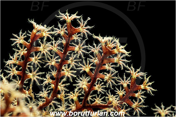 Pantar, Alor, Indonesia, Acabaria sp., Acabaria, Melithaeidae, Anthozoa, Sea fan, Coral, Cnidaria, Cnidarian, Abstract, Backlight, Backlit