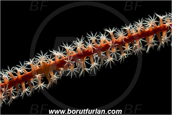Pantar, Alor, Indonesia, AEllisella sp., Ellisella, Ellisellidae, Anthozoa, Cnidaria, Cnidarian, Sea whip, Whip coral, Coral, Abstract, Backlight, Backlit