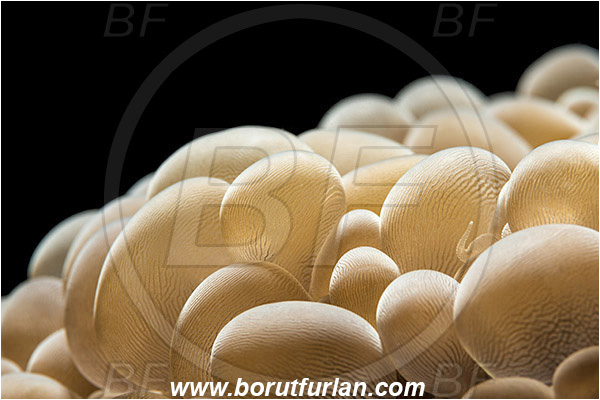 Pantar, Alor, Indonesia, Plerogyra sinuosa, Plerogyra, Scleractinia, Bubble coral, Coral, Cnidaria, Cnidarian, Backlight, Backlit