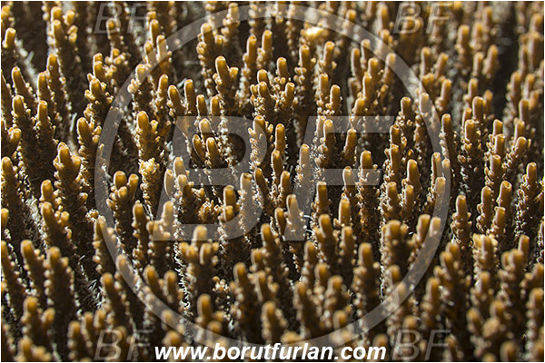 Pantar, Alor, Indonesia, Acropora sp., Acropora, Acroporidae, Hard Coral, Coral, Anthozoa, Cnidaria, Cnidarian, Abstract, Backlight, Backlit