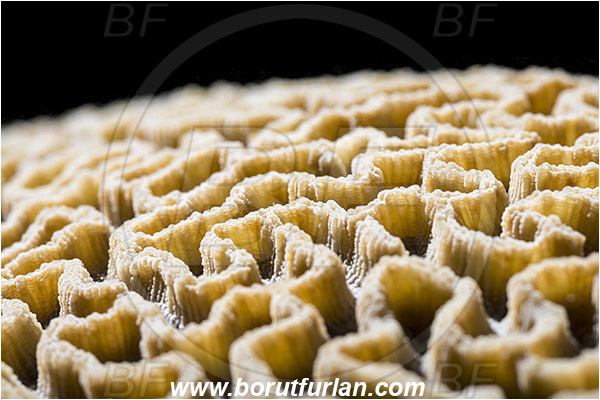 Pantar, Alor, Indonesia, Platygyra daedalea, Platygyra, Merulinidae, Coral, Lesser valley coral, Anthozoa, Cnidaria, Cnidarian, Abstract, Backlight, Backlit