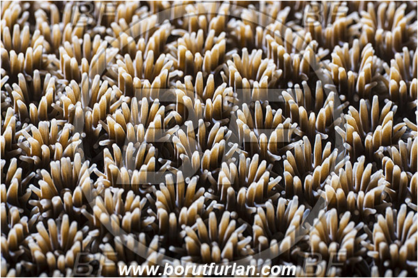 Pantar, Alor, Indonesia, Galaxea fascicularis, Galaxea, Euphylliidae, Anthozoa, Cnidaria, Cnidarian, Porites Coral, Coral, Abstract, Backlight, Backlit