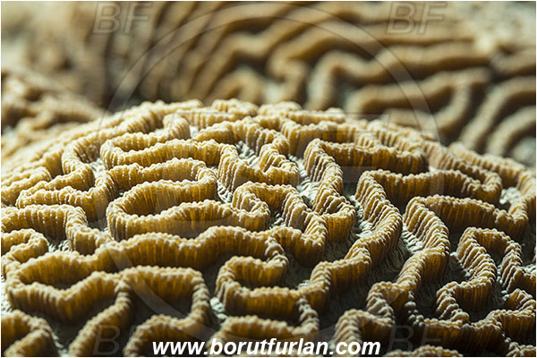 Pantar, Alor, Indonesia, Platygyra daedalea, Platygyra, Merulinidae, Coral, Lesser valley coral, Anthozoa, Cnidaria, Cnidarian, Abstract, Backlight, Backlit