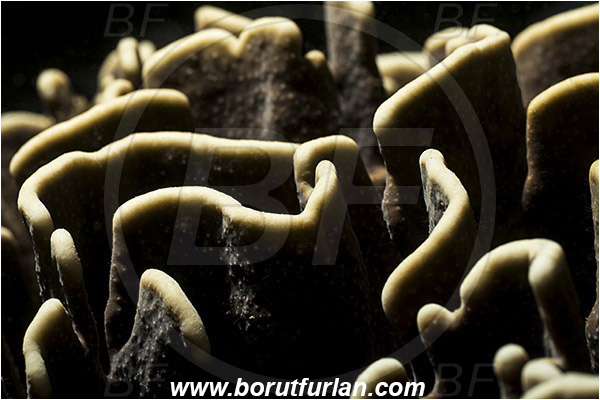 Pantar, Alor, Indonesia, Echinopora sp., Echinopora, Merulinidae, Hard Coral, Coral, Anthozoa, Cnidaria, Cnidarian, Abstract, Backlight, Backlit