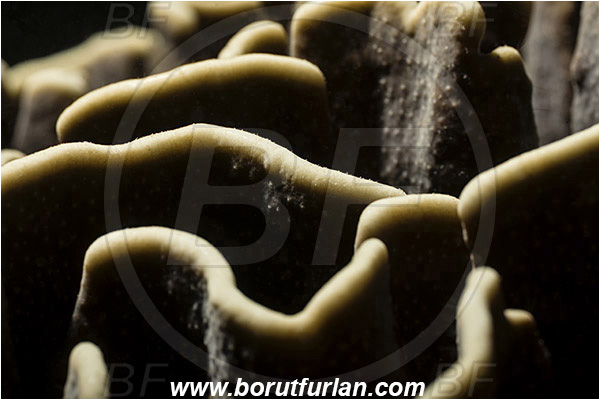 Pantar, Alor, Indonesia, Echinopora sp., Echinopora, Merulinidae, Hard Coral, Coral, Anthozoa, Cnidaria, Cnidarian, Abstract, Backlight, Backlit
