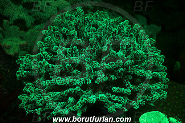 Pantar, Alor, Indonesia, Stylophora sp., Stylophora, Astrocoeniidae, Coral, Anthozoa, Cnidaria, Cnidarian, UV, UV illumination, UV light, Biofluorescence