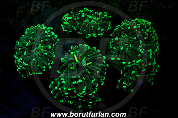Pantar, Alor, Indonesia, Unidentified, Anthozoa, Cnidaria, Cnidarian, UV, UV illumination, UV light, Biofluorescence