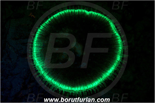 Pantar, Alor, Indonesia, Fungiidae, Mushroom coral, Coral, Anthozoa, Cnidaria, Cnidarian, Abstract, Upside down, UV, UV illumination, UV light, Biofluorescence