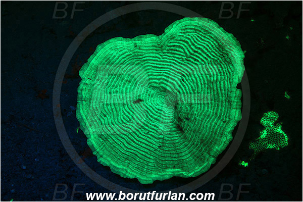 Pantar, Alor, Indonesia, Unidentified, Coral, Anthozoa, Cnidaria, Cnidarian, UV, UV illumination, UV light, Biofluorescence