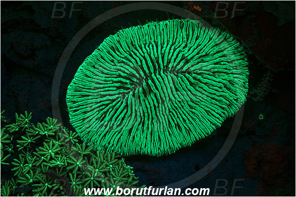 Pantar, Alor, Indonesia, Fungiidae, Mushroom coral, Coral, Anthozoa, Cnidaria, Cnidarian, Abstract, UV, UV illumination, UV light, Biofluorescence