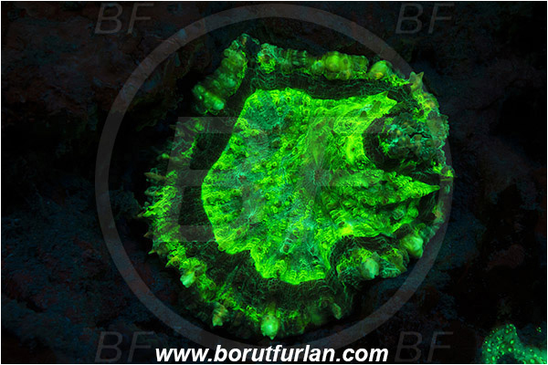 Pantar, Alor, Indonesia, Unidentified, Anthozoa, Cnidaria, Cnidarian, UV, UV illumination, UV light, Biofluorescence