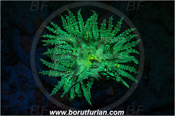 Pantar, Alor, Indonesia, Unidentified, Anthozoa, Cnidaria, Cnidarian, UV, UV illumination, UV light, Biofluorescence