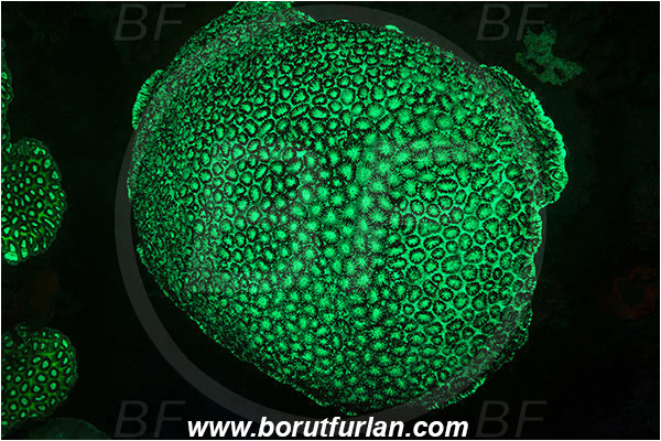 Pantar, Alor, Indonesia, Favia sp., Favia, Faviidae, Coral, Anthozoa, Cnidaria, Cnidarian, UV, UV illumination, UV light, Biofluorescence