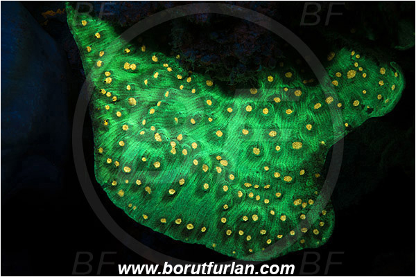 Pantar, Alor, Indonesia, Echinopora mammiformis, Echinopora, Merulinidae, Coral, Anthozoa, Cnidaria, Cnidarian, Abstract, UV, UV illumination, UV light, Biofluorescence