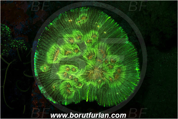 Pantar, Alor, Indonesia, Leptoseris sp., Leptoseris, Agariciidae, Coral, Anthozoa, Cnidaria, Cnidarian, Abstract, UV, UV illumination, UV light, Biofluorescence