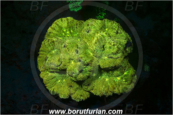 Pantar, Alor, Indonesia, Unidentified, Anthozoa, Cnidaria, Cnidarian, UV, UV illumination, UV light, Biofluorescence