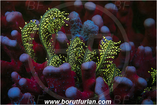 Pantar, Alor, Indonesia, Unidentified, Anthozoa, Cnidaria, Cnidarian, UV, UV illumination, UV light, Biofluorescence