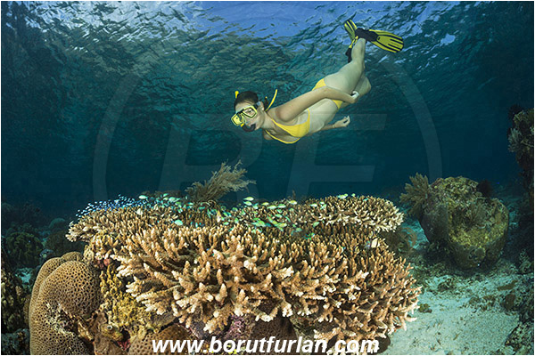 Pantar, Alor, Indonesia, Acropora sp., Acropora, Acroporidae, Table coral, Coral, Anthozoa, Cnidaria, Cnidarian, Reef, Snorkeling, Breath-hold diving, Apnea, Girl, Swimming suit