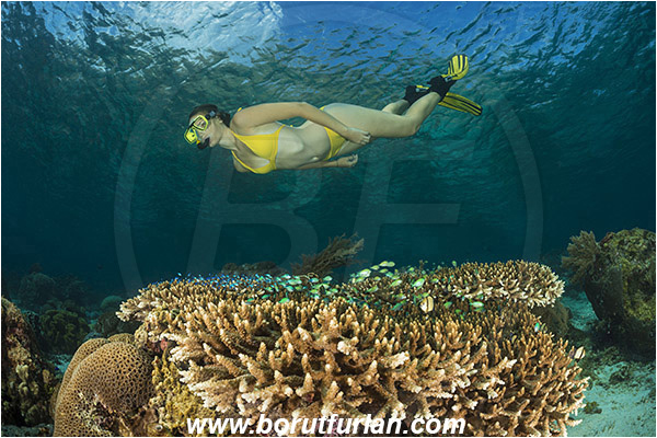 Pantar, Alor, Indonesia, Acropora sp., Acropora, Acroporidae, Table coral, Coral, Anthozoa, Cnidaria, Cnidarian, Reef, Snorkeling, Breath-hold diving, Apnea, Girl, Swimming suit