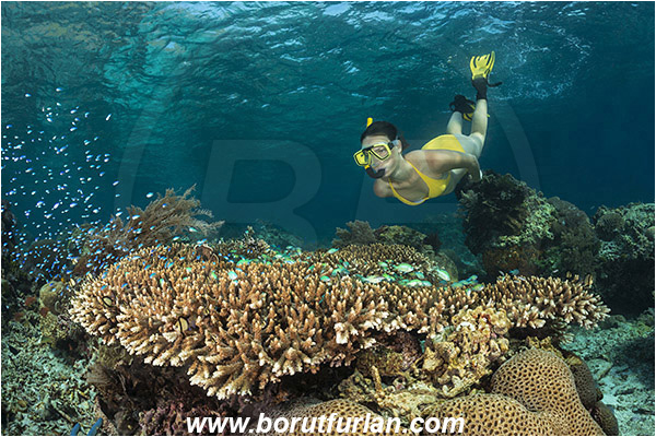 Pantar, Alor, Indonesia, Acropora sp., Acropora, Acroporidae, Table coral, Coral, Anthozoa, Cnidaria, Cnidarian, Reef, Snorkeling, Breath-hold diving, Apnea, Girl, Swimming suit