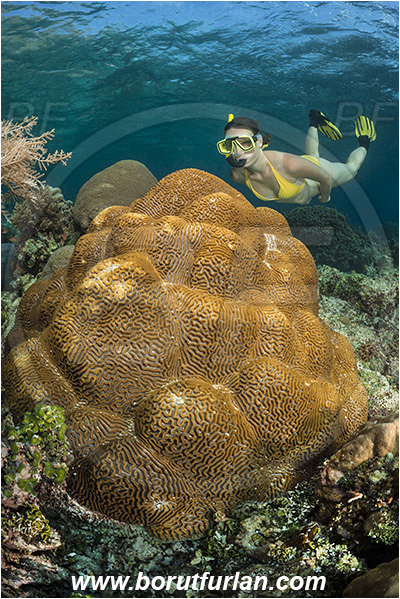 Pantar, Alor, Indonesia, Platygyra sp., Platygyra, Meandrinidae, Brain coral, Coral, Anthozoa, Cnidaria, Cnidarian, Reef, Snorkeling, Breath-hold diving, Apnea, Girl, Swimming suit