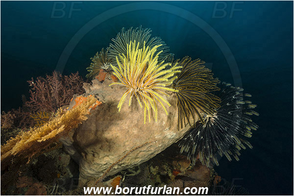 Pantar, Alor, Indonesia, Crinoid, Crinoidea, Feather star, Echinodermata, Echinoderm, Reef, Long exposure, Zoom, Zooming during exposure