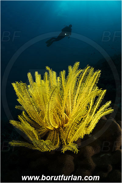 Pantar, Alor, Indonesia, Comaster schlegelii, Comaster, Comatulidae, Feather star, Crinoidea, Echinoderm, Echinodermata, Reef, Spotlight, Spot illuminated, Diver