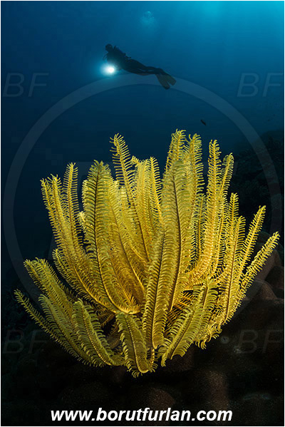 Pantar, Alor, Indonesia, Comaster schlegelii, Comaster, Comatulidae, Feather star, Crinoidea, Echinoderm, Echinodermata, Reef, Spotlight, Spot illuminated, Diver
