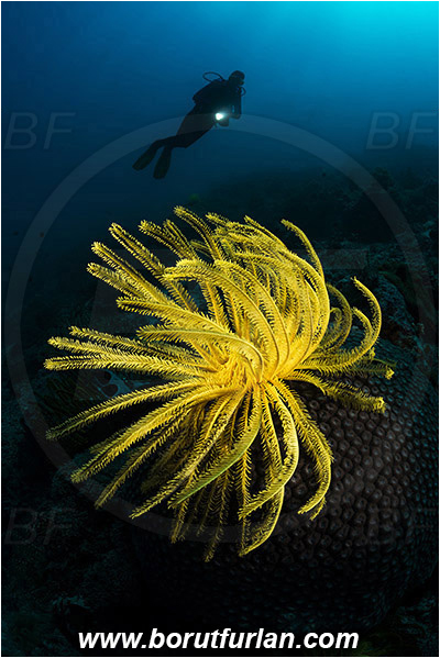 Pantar, Alor, Indonesia, Comaster schlegelii, Comaster, Comatulidae, Feather star, Crinoidea, Echinoderm, Echinodermata, Reef, Spotlight, Spot illuminated, Diver