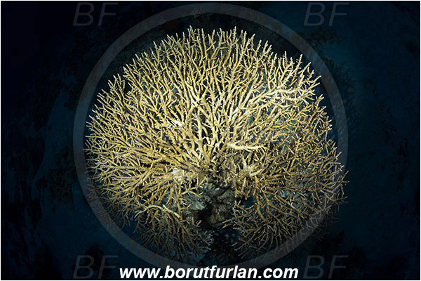 Marsa Shagra, Marsa Alam, Egypt, Red sea, Acropora hyacinthus, Acropora, Acroporidae, Anthozoa, Cnidaria, Cnidarian, Acropora hard coral, Coral, Reef, Spotlight, Spot illuminated