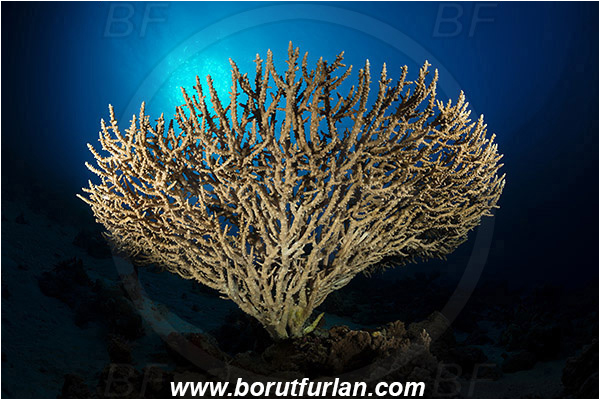 Marsa Shagra, Marsa Alam, Egypt, Red sea, Acropora hyacinthus, Acropora, Acroporidae, Anthozoa, Cnidaria, Cnidarian, Acropora hard coral, Coral, Reef, Spotlight, Spot illuminated