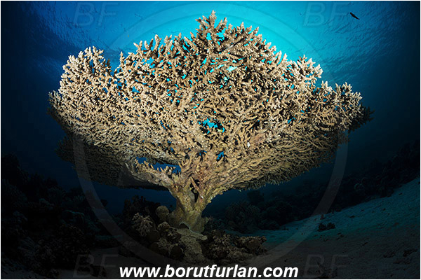 Marsa Shagra, Marsa Alam, Egypt, Red sea, Acropora hyacinthus, Acropora, Acroporidae, Anthozoa, Cnidaria, Cnidarian, Acropora hard coral, Coral, Reef, Spotlight, Spot illuminated