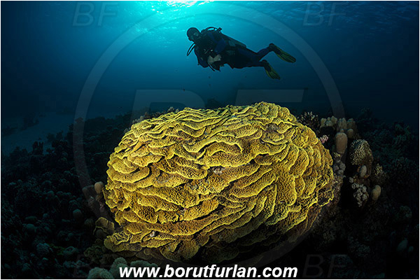 Marsa Shagra, Marsa Alam, Egypt, Red sea, Turbinaria reniformis, Turbinaria, Dendrophylliidae, Anthozoa, Cnidaria, Cnidarian, Yellow Waver Coral, Yellow Scroll Coral, Coral, Reef, Spotlight, Spot illuminated, Diver