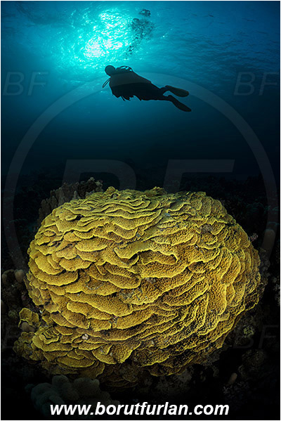 Marsa Shagra, Marsa Alam, Egypt, Red sea, Turbinaria reniformis, Turbinaria, Dendrophylliidae, Anthozoa, Cnidaria, Cnidarian, Yellow Waver Coral, Yellow Scroll Coral, Coral, Reef, Spotlight, Spot illuminated, Diver