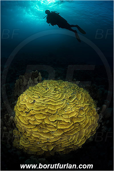 Marsa Shagra, Marsa Alam, Egypt, Red sea, Turbinaria reniformis, Turbinaria, Dendrophylliidae, Anthozoa, Cnidaria, Cnidarian, Yellow Waver Coral, Yellow Scroll Coral, Coral, Reef, Spotlight, Spot illuminated, Diver