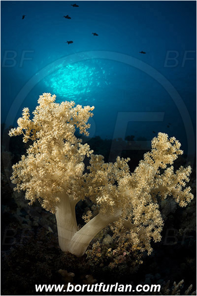 Marsa Shagra, Marsa Alam, Egypt, Red sea, Dendronephthya sp., Dendronephthya, Nephtheidae, Soft coral, Coral, Anthozoa, Cnidaria, Cnidarian, Reef, Spotlight, Spot illuminated