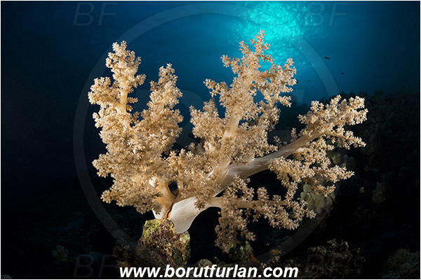 Marsa Shagra, Marsa Alam, Egypt, Red sea, Dendronephthya sp., Dendronephthya, Nephtheidae, Soft coral, Coral, Anthozoa, Cnidaria, Cnidarian, Reef, Spotlight, Spot illuminated