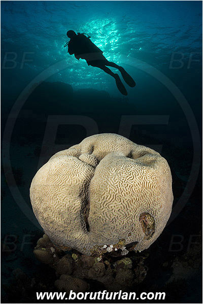 Marsa Shagra, Marsa Alam, Egypt, Red sea, Platygyra sp., Platygyra, Meandrinidae, Brain coral, Coral, Hard coral, Cnidaria, Cnidarian, Reef, Spotlight, Spot illuminated, Diver