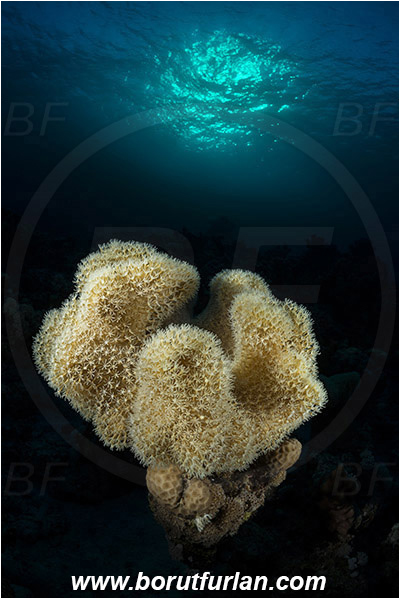 Marsa Shagra, Marsa Alam, Egypt, Red sea, Sarcophyton sp., Sarcophyton, Alcyoniidae, Anthozoa, Cnidaria, Cnidarian, Mushroom Leather Coral, Leather Coral, Coral, Reef, Spotlight, Spot illuminated